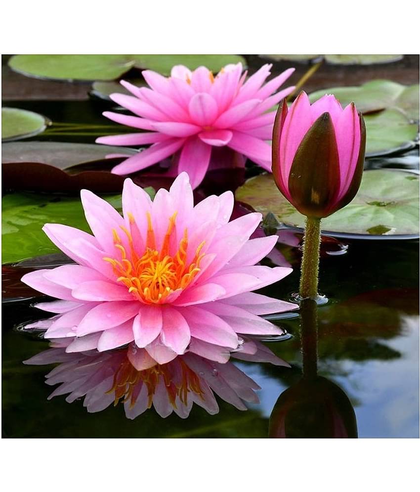 RARE SUNNY RED WATER LILY 10 SEEDS PACK WITH MANUAL