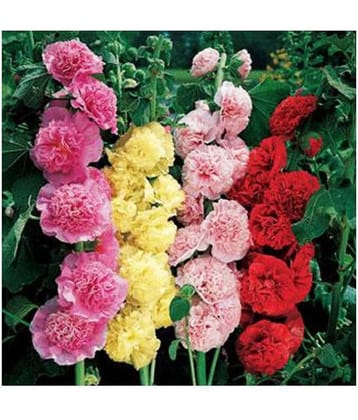 Easy Gardening - Hollyhock F1 Dwarf - Flower colours: white, light-pink, magenta and burgundy Seeds