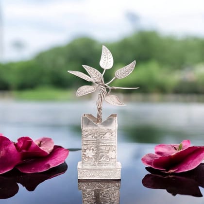 German Silver Tulsi Plant German Silver Tulsi Plant