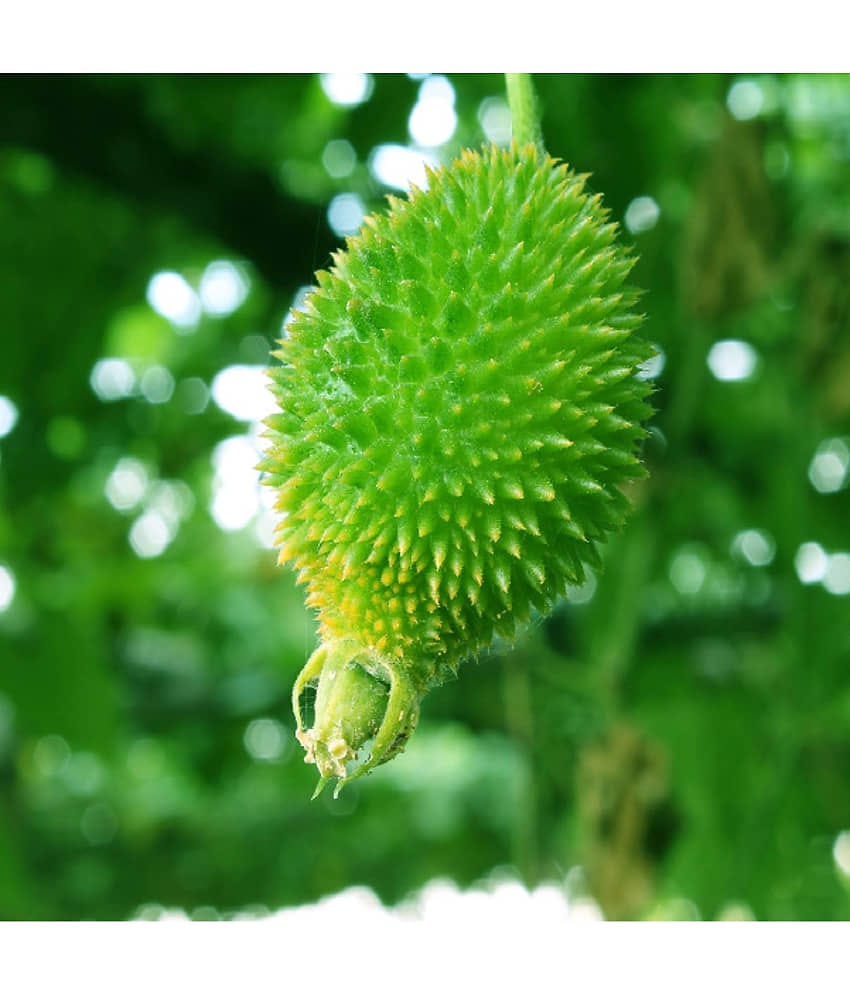 homeagro - Kantola Vegetable ( 20 Seeds )