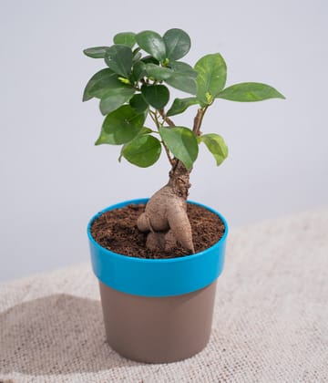 Ficus Bonsai in Sunny-side Planter-Blue