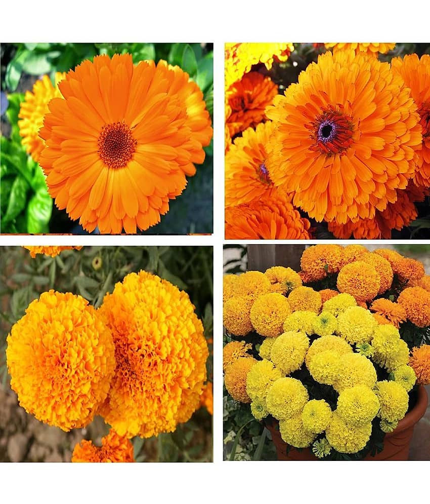 homeagro - Marigold Flower ( 50 Seeds )