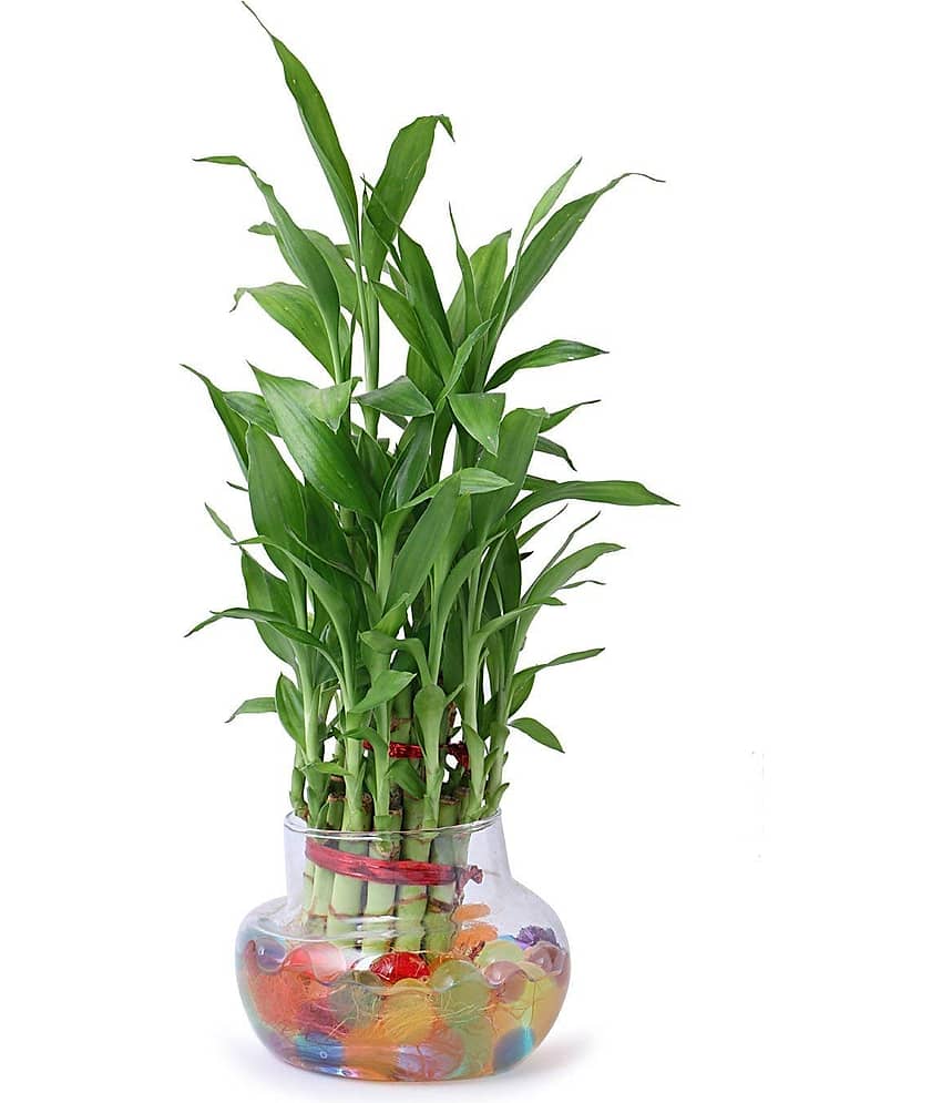 Green plant indoor Indoor Bamboo Plant ( Pack of 1 )