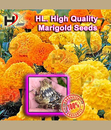 HL. High Quality MIX Marigold Seed 100% working