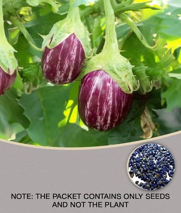 Brinjal F1 Hybrid Vegetable Seeds - 100 Seeds