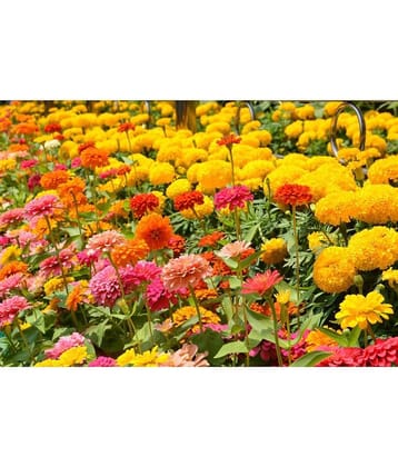 homeagro - Zinnia Mixed Flower ( 20 Seeds )