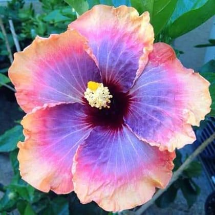 Austrelian Hibiscus Plant For Home Gardening