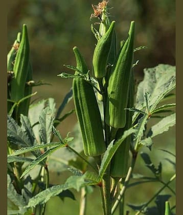 Lady finger 50 seeds high germination seeds with instruction manual