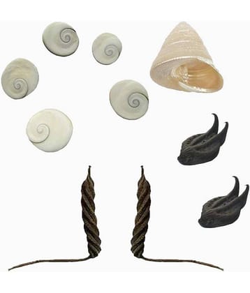 Padmavathi Enterprises Natural Bat Head Roots Evil Pod - 2 Pcs , Bala MUDI , YedamaMudi , Moti Shank , Gomati Chakra - 5 Pcs