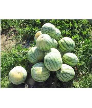 Flare Seeds Watermelon Hybrid Best Quality Seeds - 10 Pc