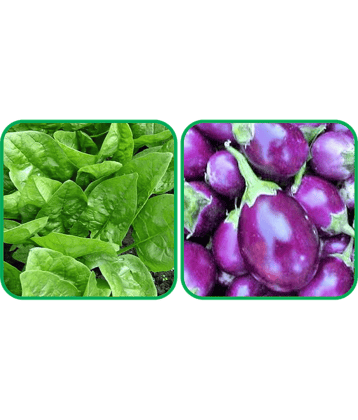Aero Seeds Brinjal Purple Round ( 30 Seeds) And Spinach (200 Seeds) Vegetable Seeds Pack