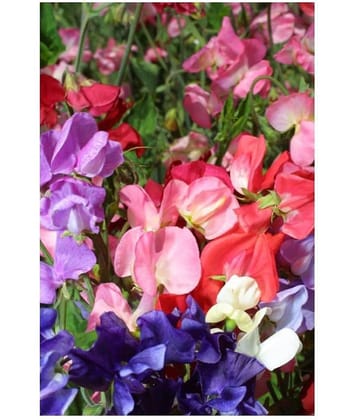 SHOP 360 GARDEN Sweet Pea Mammoth Choice Mixed Seeds - Pack of 20 Seeds