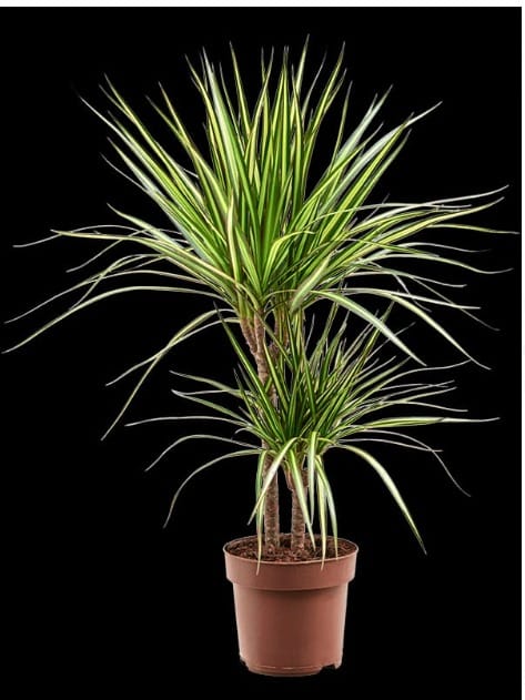 Dragon plant (Dracaena marginata)