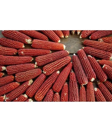 High Germination Red Corn (maize) Traditional Seeds - ( 50 seed )
