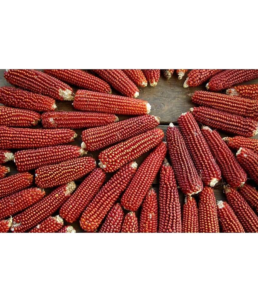 High Germination Red Corn (maize) Traditional Seeds - ( 50 seed )