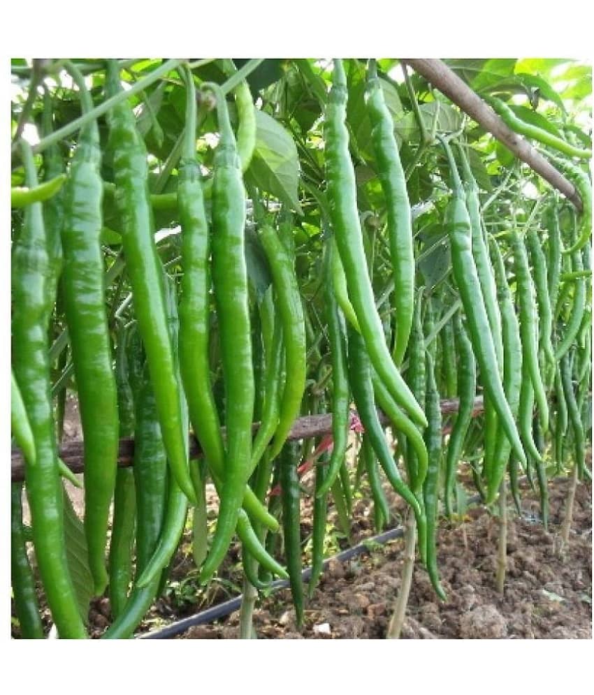 red hot chilli (100 per packet) + Instruction Manual