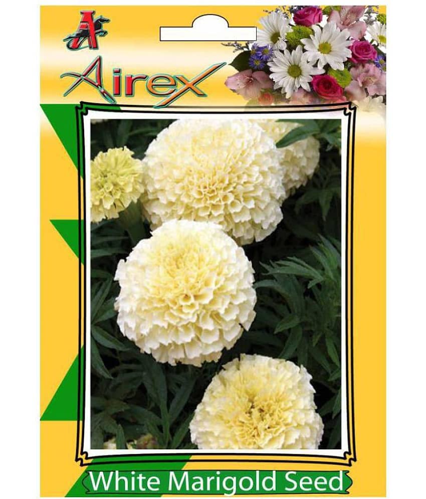 White Marigold (Summer) Flower Plant Seeds - 100 Seeds/Pack + Instruction Manual