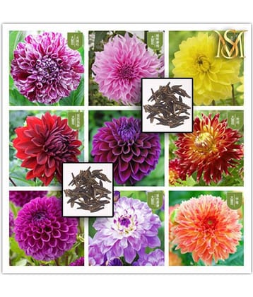 MS Dalhia Seed / Dahlia Hybrids Mixed Color - Dahlia Flower Seeds
