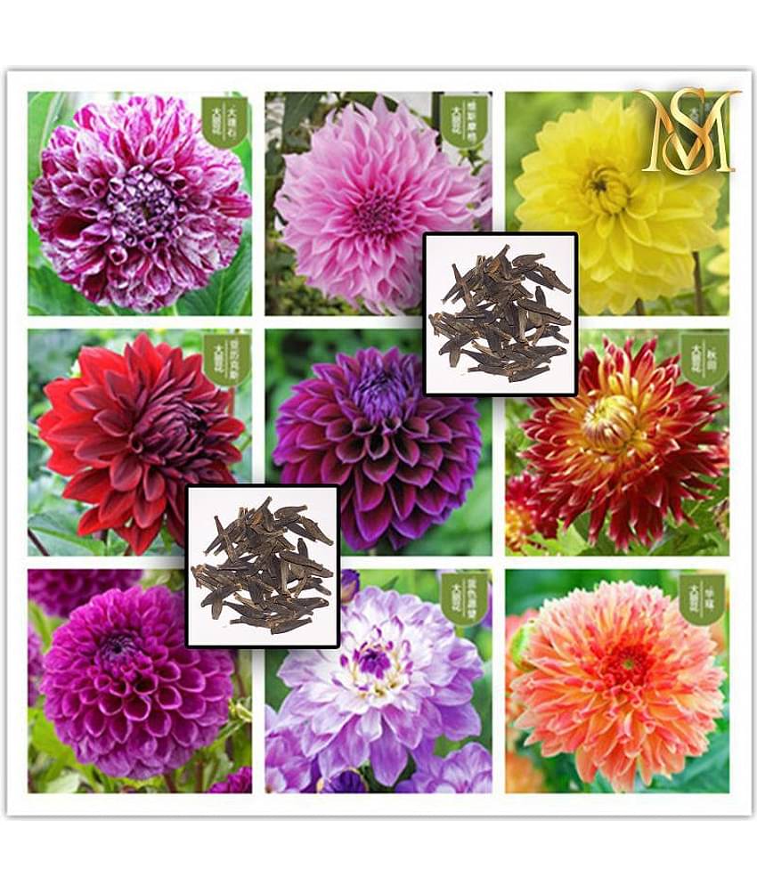 MS Dalhia Seed / Dahlia Hybrids Mixed Color - Dahlia Flower Seeds