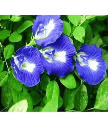 CLASSIC GREEN EARTH - Iphomia Flower ( 50 Seeds )