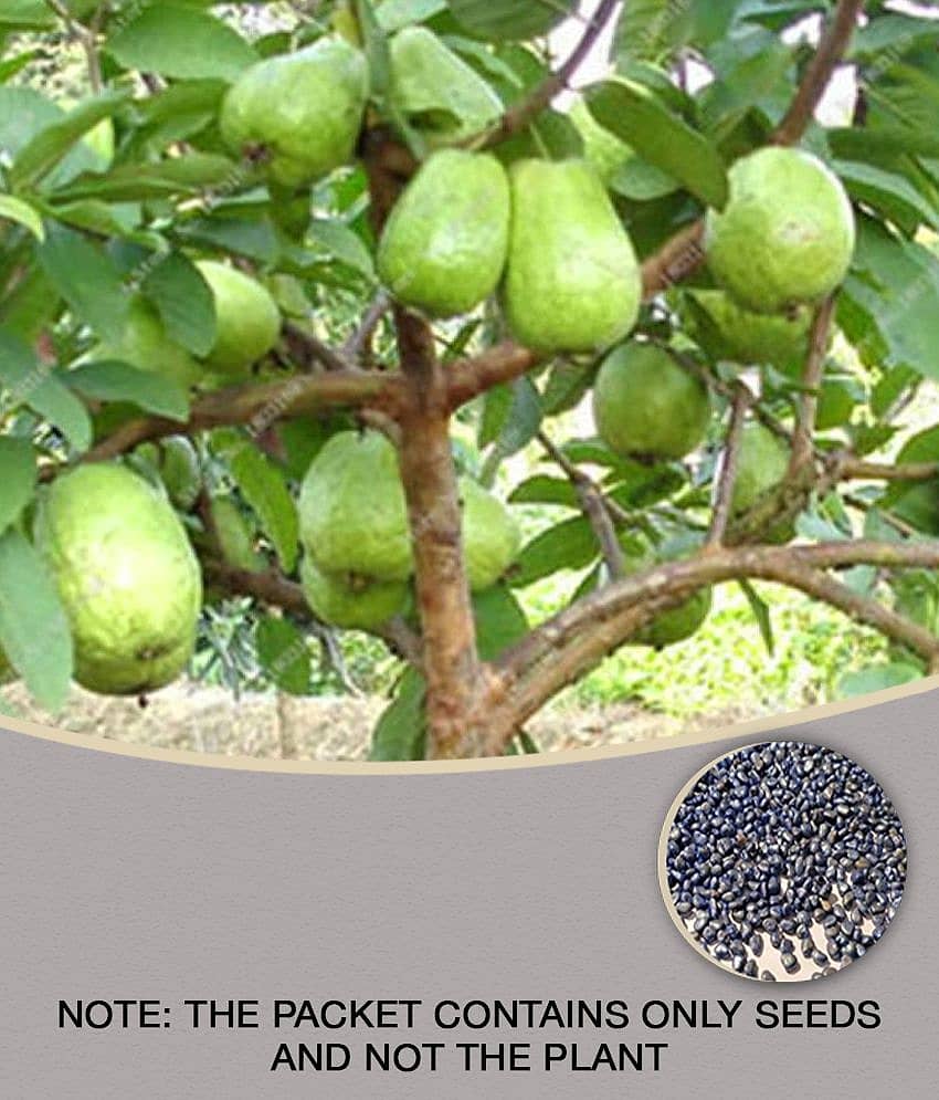 Dwarf Sweet White Guava/Psidium guava Fruit | Pack of 100 seeds with 100gm Cocopeat