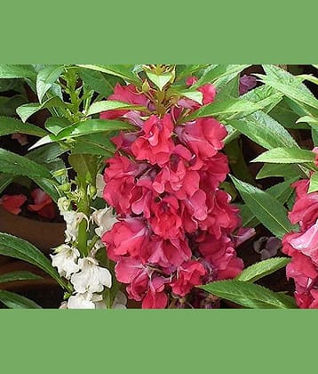 homeagro - Balsam Mixed Flower ( 20 Seeds )