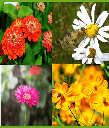 CLASSIC GREEN EARTH - Cosmos Flower ( 200 Seeds )