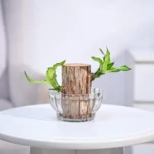Green Lucky Brazil Wood Potted Plant (pack of 2) - Flowers | Buy online on ZillyBuy