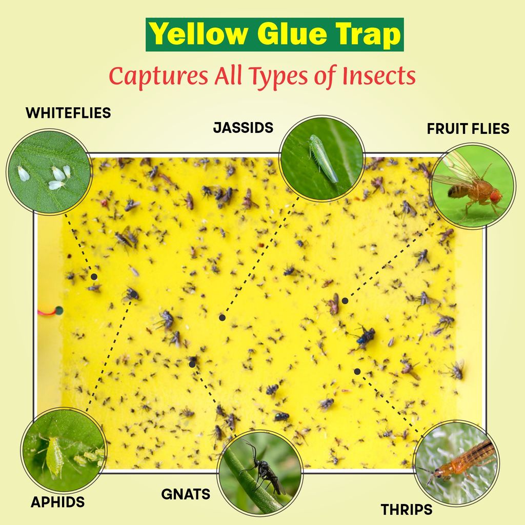 Garden Genie Yellow Sticky Trap for Insects 10 Traps (150x200mm) | Double Sided Glue Trap/Fly Trap/Insect Catcher/Sticky Pads for Flying Insects, Thrips, White Flies Etc | Suitable for Gardens & Farms