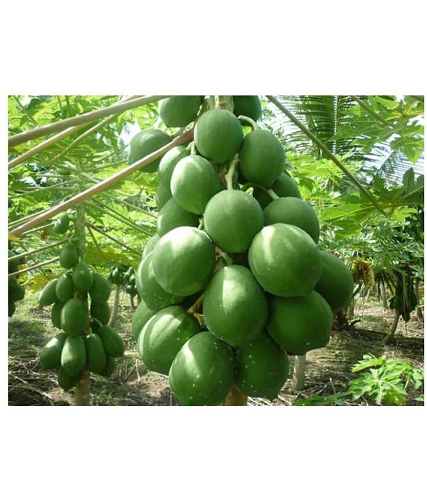 F2 Papaya Scarlet Red - 786 Hybrid seeds (10 seeds pack)