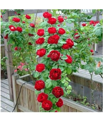 VSR Gardens Rose Flower Seeds "Red Climbing Rose" 20 Seeds Pack