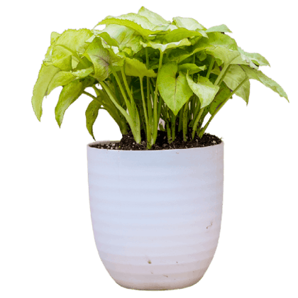 Birthright || Syngonium || Plant