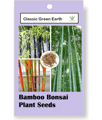CLASSIC GREEN EARTH - Grass Seeds ( Bamboo Bonsai Plant Seeds 40 )