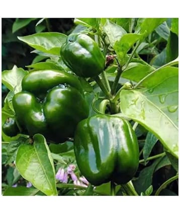 Joycity Capsicum Organic Vegetable Seeds (50 Seeds)