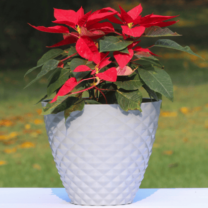 Grey Orion Modern Pot-Grey / 6 Inch / Pack of 4