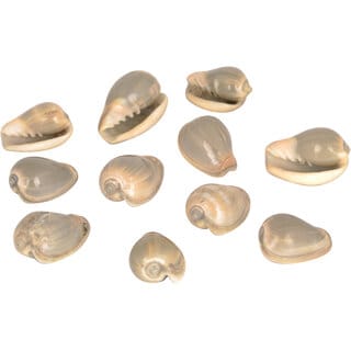 Jinanshi Fashion Natural GREY COWRIE/Shankhu SEASHELL Stone Kaudi/Kodi/Cowry /Small Shankhu For Art And Crafts.