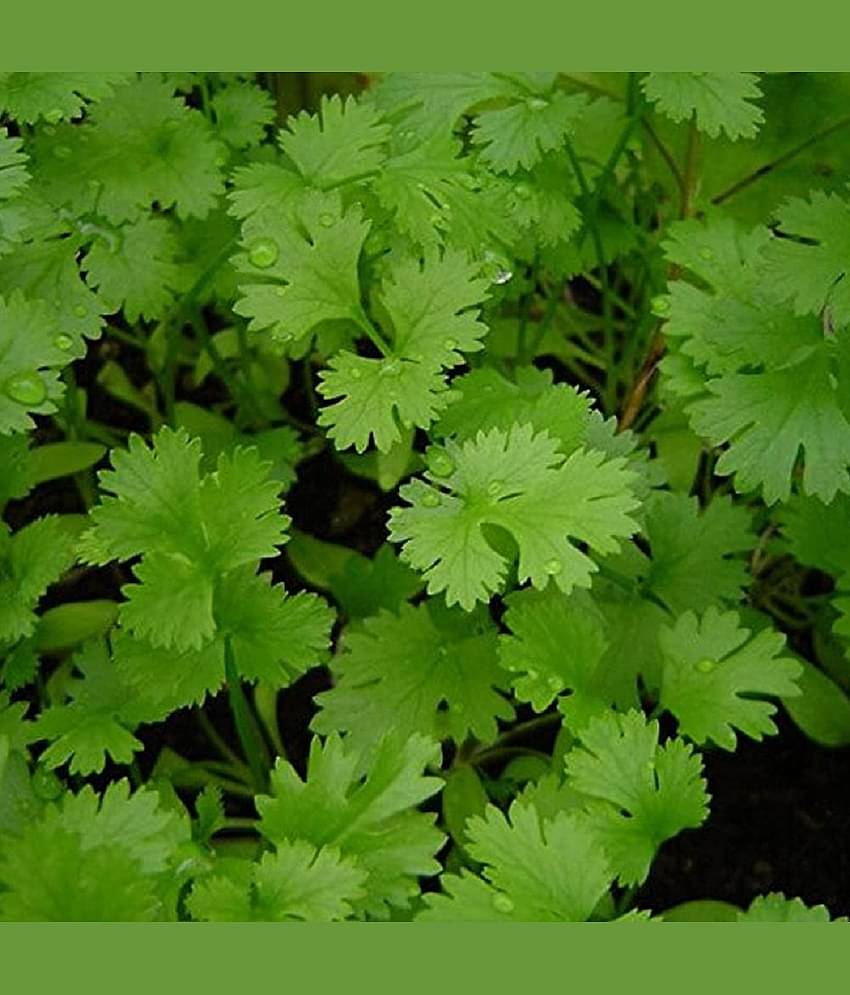 Coriander Panipat Indian Vegetable Desi 100 Seeds