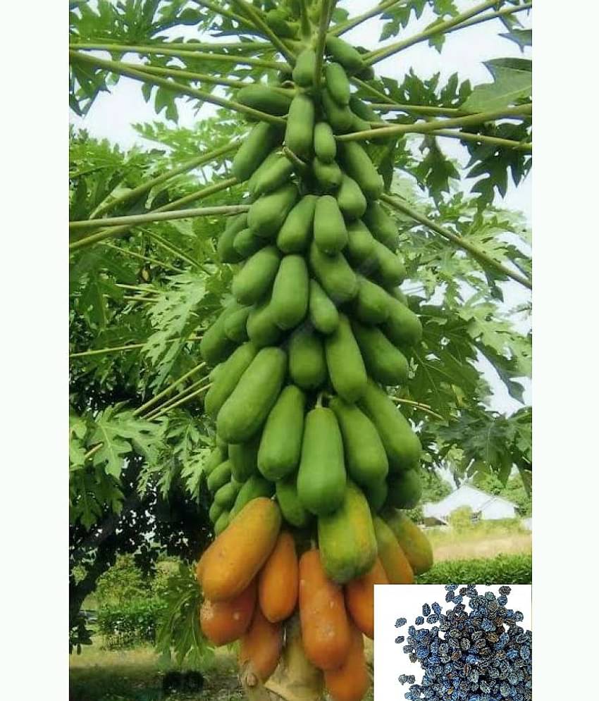homeagro - Papaya Fruit Seeds (Pack of 50)