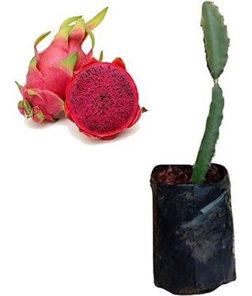 Cloud Farm Outdoor Fruit Plant ( Pack of 1 )