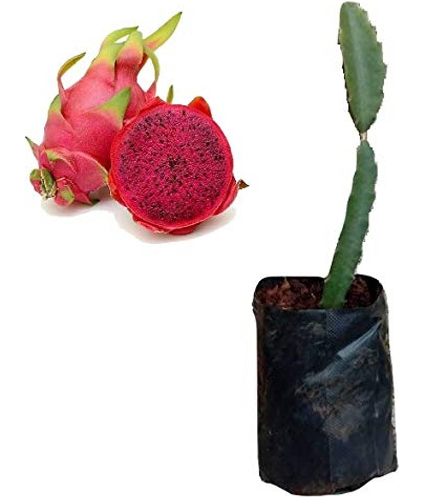 Cloud Farm Outdoor Fruit Plant ( Pack of 1 )