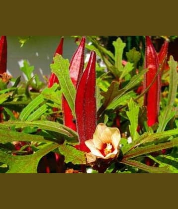 homeagro - Lady Finger Vegetable ( 50 Seeds )