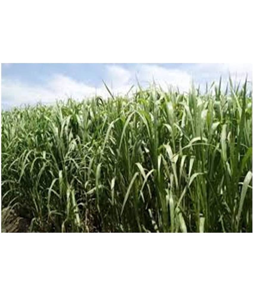 SUPER NAPIER GRASS SEED HIGH YIELD(500 SEEDS)