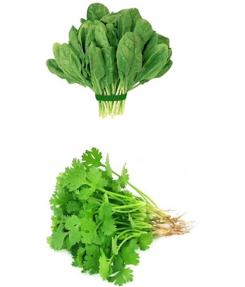 Vegetable seeds Coriander and Palak combo pack of 100 Best Quality Premium Seeds