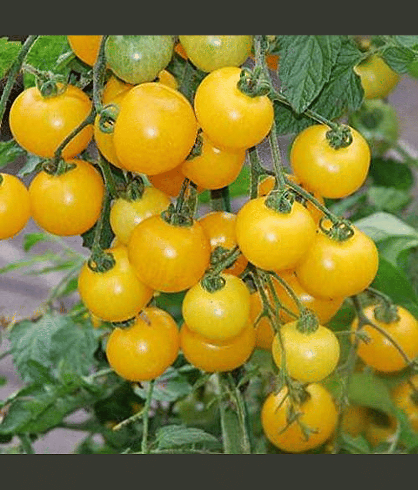 Vedhahi Hybrid Yellow Cherry Tomato Vegetable ( 60 Seeds )