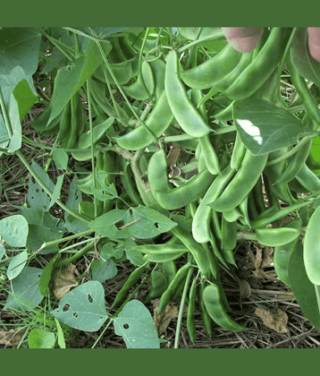 Green Peas (Surti Papdi Ke Beej) Vegetable Seeds Pack Of 30 | Organic | for Planting in Home Kitchen Terrace Balcony Gardening