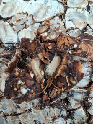 Tamarind  Amli