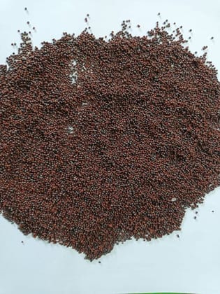 Mustard Seed - 1 kg