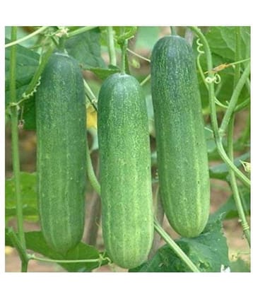 Cucumber Seed