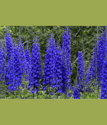 CLASSIC GREEN EARTH - Kochia Flower ( 200 Seeds )