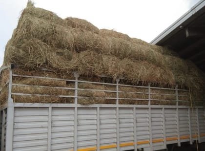 Dried Grass paddy, Packaging Type: Open, Packaging Size: 25kg